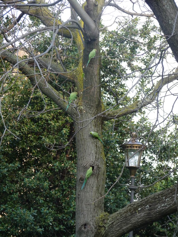 L'' albero dei pappagalli (roma)